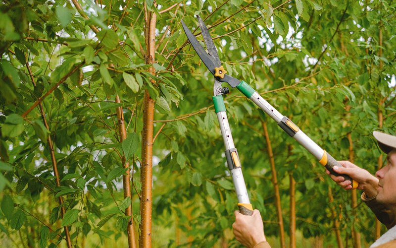 Tree trimming in Swisshome, OR