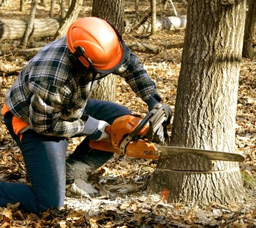 Tree Removal in Swisshome, OR